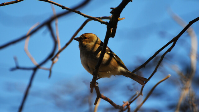 Bókfinka - Fringilla coelebs-© Trausti Baldursson Bókfinka - Fringilla coelebs-© Trausti Baldursson