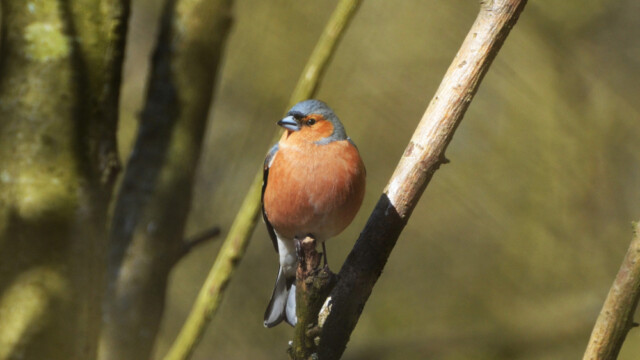 Bókfinka - Fringilla coelebs-© Trausti Baldursson Bókfinka - Fringilla coelebs-© Trausti Baldursson