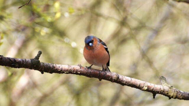 Bókfinka - Fringilla coelebs-© Trausti Baldursson Bókfinka - Fringilla coelebs-© Trausti Baldursson