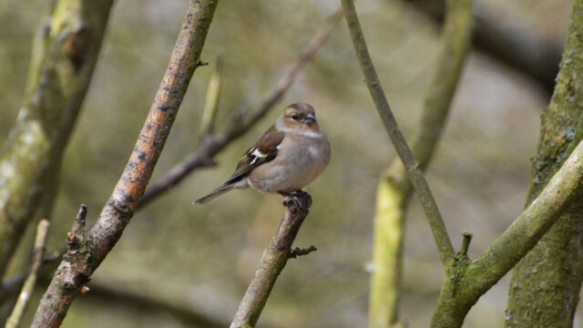 Bókfinka - Fringilla coelebs-© Trausti Baldursson Bókfinka - Fringilla coelebs-© Trausti Baldursson