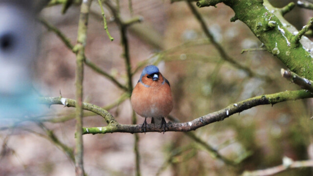 Bókfinka - Fringilla coelebs-© Trausti Baldursson Bókfinka - Fringilla coelebs-© Trausti Baldursson