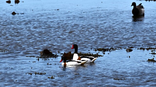 Brandönd- Tadorna tadorna © Trausti Baldursson Brandönd- Tadorna tadorna © Trausti Baldursson