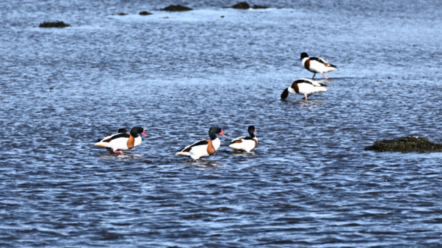 Brandönd- Tadorna tadorna © Trausti Baldursson Brandönd- Tadorna tadorna © Trausti Baldursson