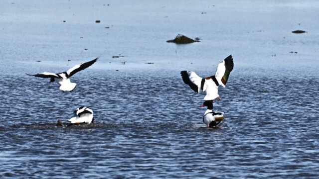 Brandönd- Tadorna tadorna © Trausti Baldursson Brandönd- Tadorna tadorna © Trausti Baldursson