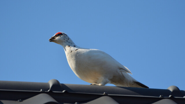 Rjúpa – Lagopus muta © Trausti Baldursson Rjúpa – Lagopus muta © Trausti Baldursson