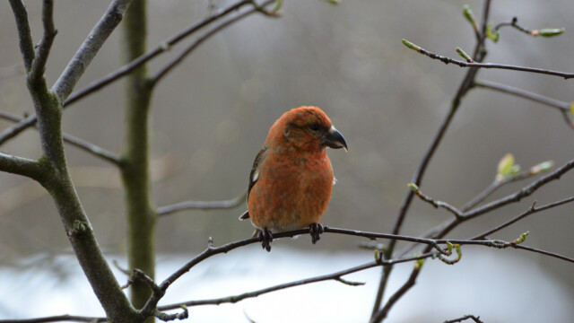 Krossnefur-Loxia curviriostra - © Trausti Baldursson Krossnefur-Loxia curviriostra - © Trausti Baldursson