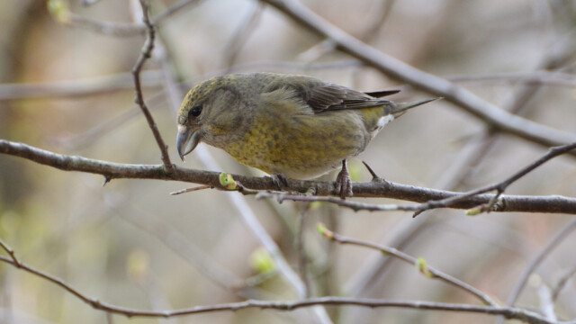 Krossnefur-Loxia curviriostra - © Trausti Baldursson Krossnefur-Loxia curviriostra - © Trausti Baldursson