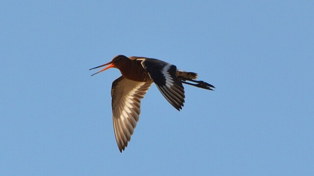 Jaðrakan - Limosa limosa © Trausti Baldursson Jaðrakan - Limosa limosa © Trausti Baldursson