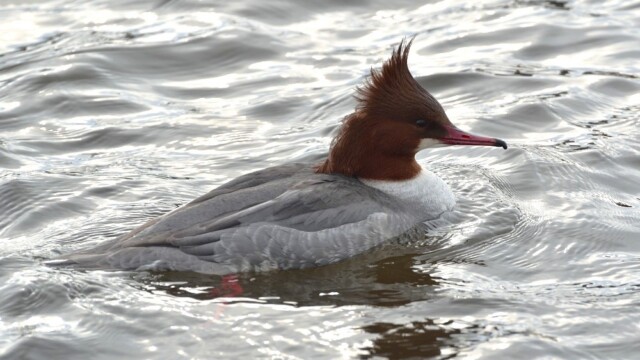 Gulönd - Mergus merganser © Trausti Baldursson Gulönd - Mergus merganser © Trausti Baldursson