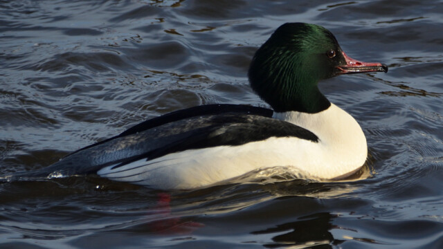 Gulönd - Mergus merganser © Trausti Baldursson Gulönd - Mergus merganser © Trausti Baldursson