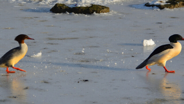 Gulönd - Mergus merganser © Trausti Baldursson Gulönd - Mergus merganser © Trausti Baldursson