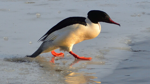 Gulönd - Mergus merganser © Trausti Baldursson Gulönd - Mergus merganser © Trausti Baldursson