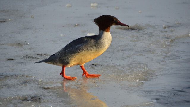 Gulönd - Mergus merganser © Trausti Baldursson Gulönd - Mergus merganser © Trausti Baldursson