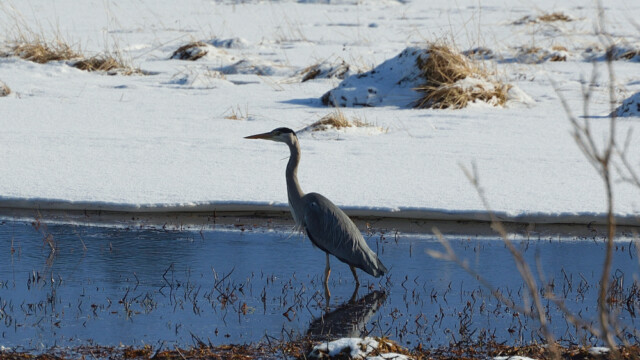 Gráhegri - Ardea cinerea © Trausti Baldursson Gráhegri - Ardea cinerea © Trausti Baldursson