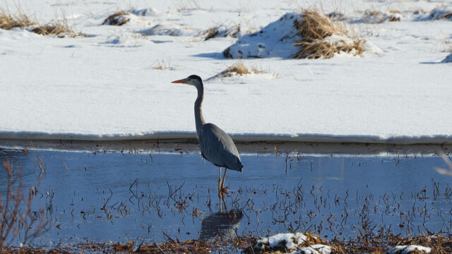 Gráhegri - Ardea cinerea © Trausti Baldursson Gráhegri - Ardea cinerea © Trausti Baldursson