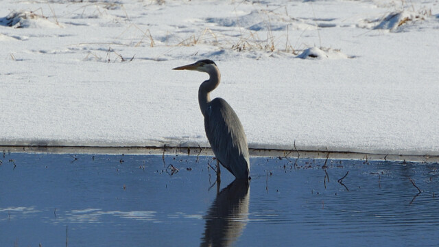 Gráhegri - Ardea cinerea © Trausti Baldursson Gráhegri - Ardea cinerea © Trausti Baldursson