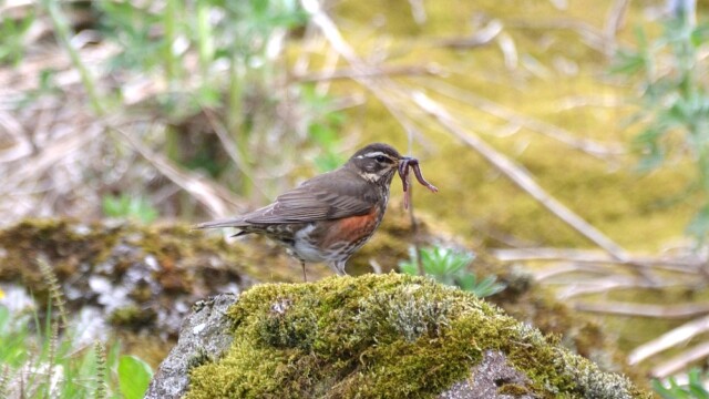 Skógarþröstur - Turdus iliacus © Trausti Baldursson Skógarþröstur - Turdus iliacus © Trausti Baldursson