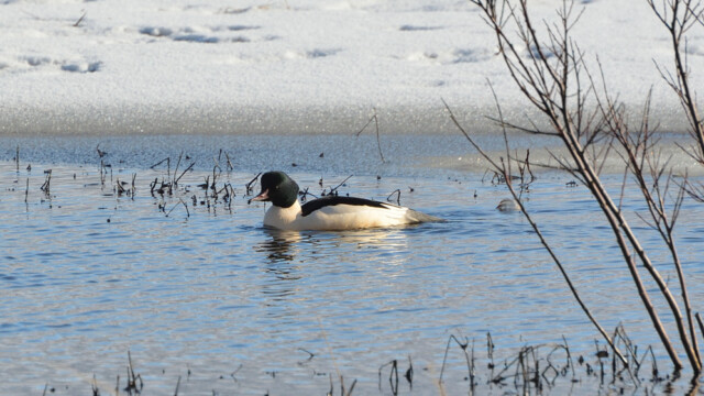 Gulönd - Mergus merganser © Trausti Baldursson Gulönd - Mergus merganser © Trausti Baldursson