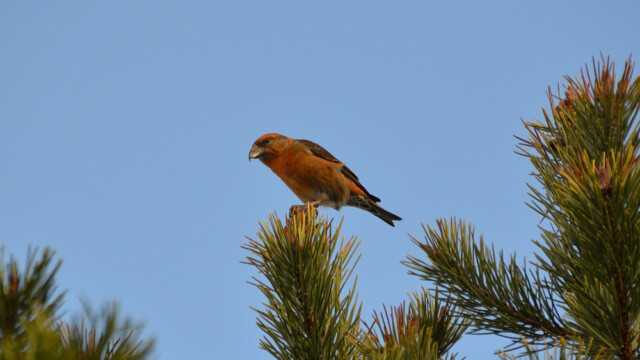 Krossnefur-Loxia curviriostra - © Trausti Baldursson Krossnefur-Loxia curviriostra - © Trausti Baldursson