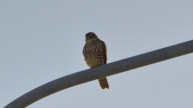 Smyrill, kvenfugl, Falco columbarius © Trausti Baldursson Smyrill, kvenfugl, Falco columbarius © Trausti Baldursson