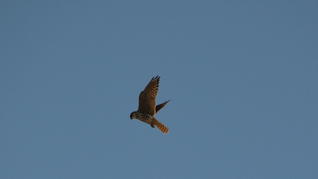 Smyrill, kvenfugl, Falco columbarius © Trausti Baldursson Smyrill, kvenfugl, Falco columbarius © Trausti Baldursson