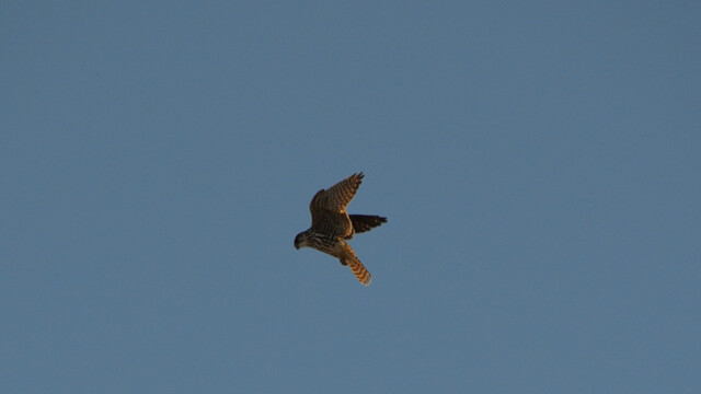 Smyrill, kvenfugl, Falco columbarius © Trausti Baldursson Smyrill, kvenfugl, Falco columbarius © Trausti Baldursson