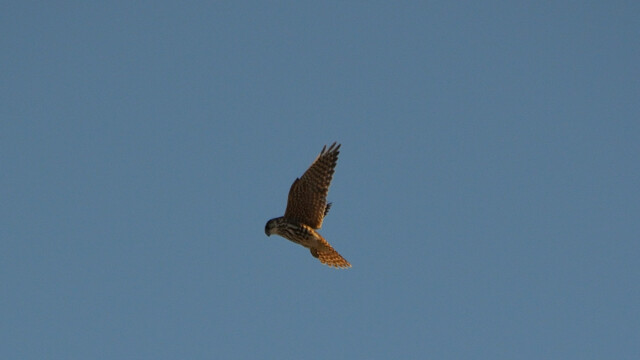 Smyrill, kvenfugl, Falco columbarius © Trausti Baldursson Smyrill, kvenfugl, Falco columbarius © Trausti Baldursson