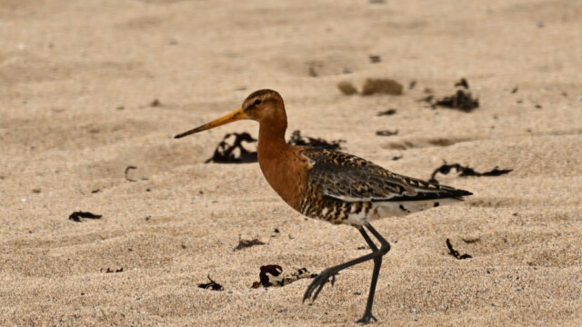 Jaðrakan - Limosa limosa © Trausti Baldursson Jaðrakan - Limosa limosa © Trausti Baldursson