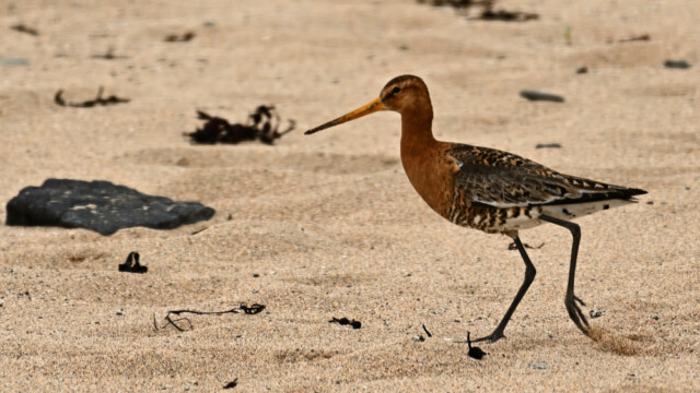 Jaðrakan - Limosa limosa © Trausti Baldursson Jaðrakan - Limosa limosa © Trausti Baldursson