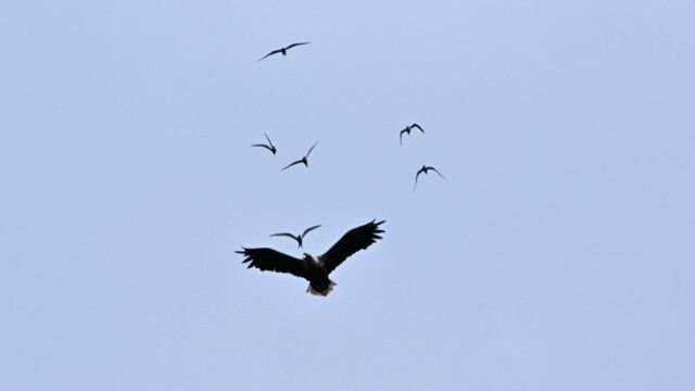 Haförn-Haliaeetus albicilla - Mynd tekin með leyfi Umhverfisstofnunar - © Trausti Baldursson Haförn-Haliaeetus albicilla - Mynd tekin með leyfi Umhverfisstofnunar - © Trausti Baldursson