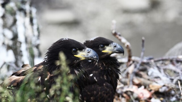Haförn-Haliaeetus albicilla - Mynd tekin með leyfi Umhverfisstofnunar - © Trausti Baldursson Haförn-Haliaeetus albicilla - Mynd tekin með leyfi Umhverfisstofnunar - © Trausti Baldursson