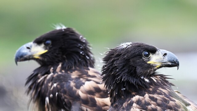 Haförn-Haliaeetus albicilla - Mynd tekin með leyfi Umhverfisstofnunar - © Trausti Baldursson Haförn-Haliaeetus albicilla - Mynd tekin með leyfi Umhverfisstofnunar - © Trausti Baldursson