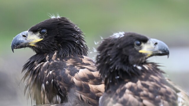 Haförn-Haliaeetus albicilla - Mynd tekin með leyfi Umhverfisstofnunar - © Trausti Baldursson Haförn-Haliaeetus albicilla - Mynd tekin með leyfi Umhverfisstofnunar - © Trausti Baldursson