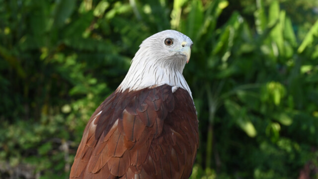 Brahminy kite-Haliastur indus, Thailand © Trausti Baldursson Brahminy kite-Haliastur indus, Thailand © Trausti Baldursson