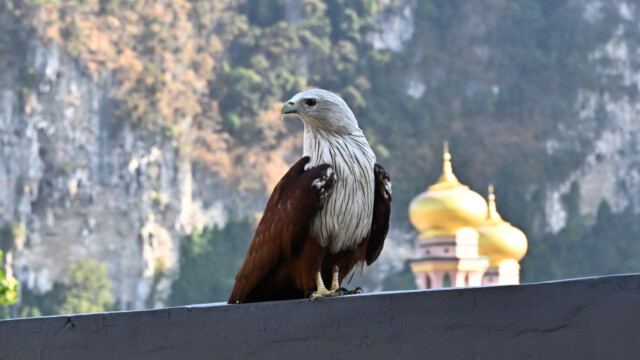 Brahminy kite-Haliastur indus, Thailand © Trausti Baldursson Brahminy kite-Haliastur indus, Thailand © Trausti Baldursson