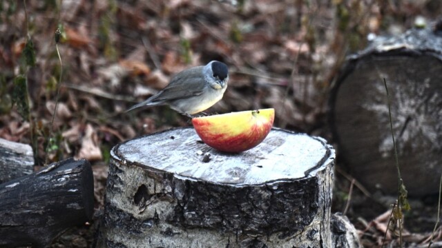 Hettusöngvari-karlfugl -Sylvia atricapilla © Trausti Baldursson Hettusöngvari-karlfugl -Sylvia atricapilla © Trausti Baldursson