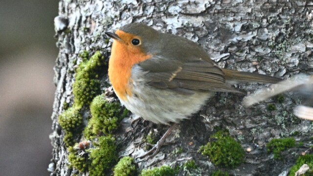 Glóbrystingur-Erithacus rubecular © Trausti Baldursson Glóbrystingur-Erithacus rubecular © Trausti Baldursson