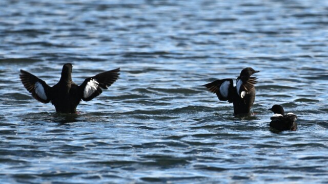 Teista - Cepphus grylle  © Trausti Baldursson Teista - Cepphus grylle © Trausti Baldursson