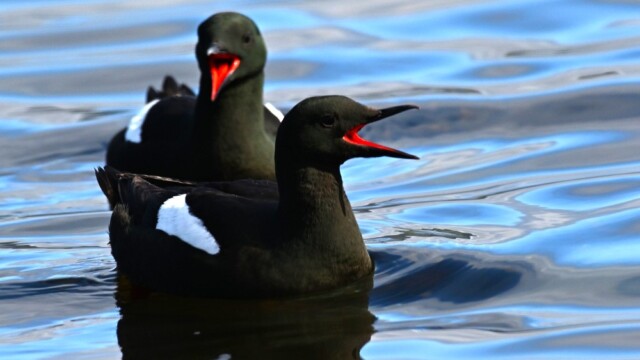 Teista - Cepphus grylle  © Trausti Baldursson Teista - Cepphus grylle © Trausti Baldursson