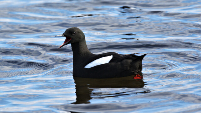 Teista - Cepphus grylle  © Trausti Baldursson Teista - Cepphus grylle © Trausti Baldursson