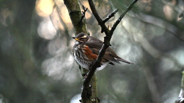 Skógarþröstur - Turdus iliacus © Trausti Baldursson Skógarþröstur - Turdus iliacus © Trausti Baldursson