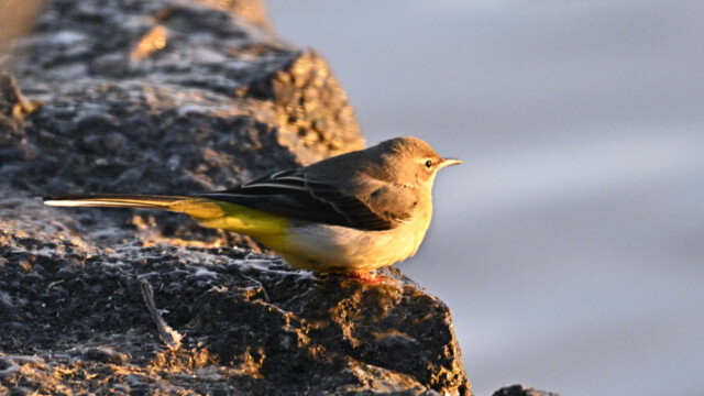 Straumerla-Motacilla cinerea - © Trausti Baldursson Straumerla-Motacilla cinerea - © Trausti Baldursson