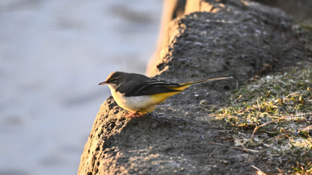 Straumerla-Motacilla cinerea - © Trausti Baldursson Straumerla-Motacilla cinerea - © Trausti Baldursson