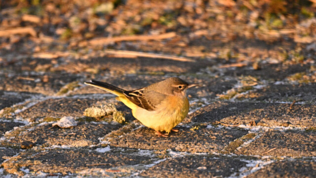 Straumerla-Motacilla cinerea - © Trausti Baldursson Straumerla-Motacilla cinerea - © Trausti Baldursson