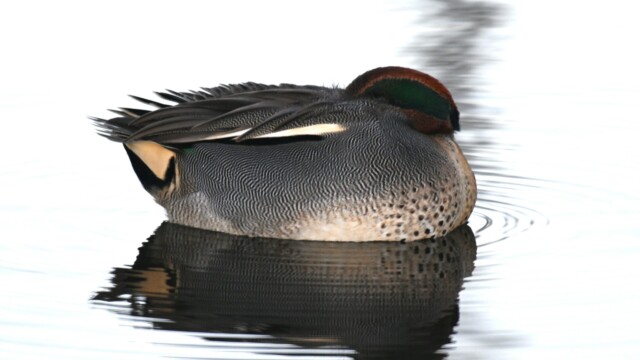 Urtond-Anas crecca - © Trausti Baldursson Urtond-Anas crecca - © Trausti Baldursson