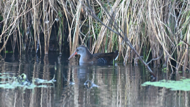 Keldusvin-Rallus aquaticus - © Trausti Baldursson Keldusvin-Rallus aquaticus - © Trausti Baldursson