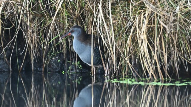 Keldusvin-Rallus aquaticus - © Trausti Baldursson Keldusvin-Rallus aquaticus - © Trausti Baldursson