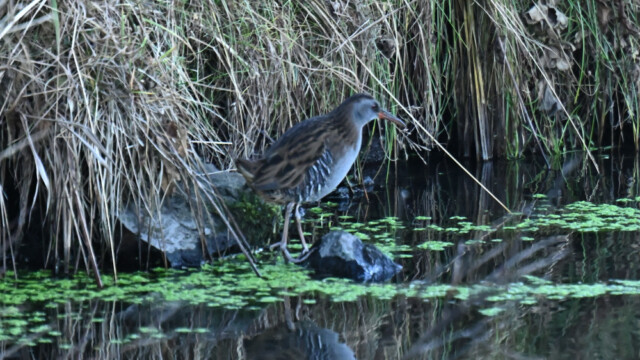 Keldusvin-Rallus aquaticus - © Trausti Baldursson Keldusvin-Rallus aquaticus - © Trausti Baldursson