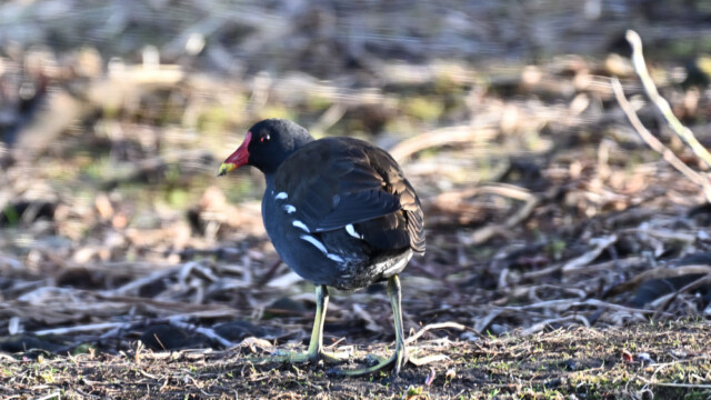 Sefhæna - Gallinula chloropus © Trausti Baldursson Sefhæna - Gallinula chloropus © Trausti Baldursson