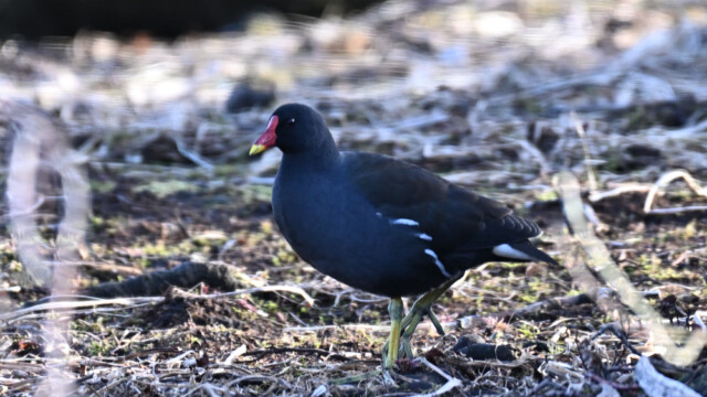 Sefhæna - Gallinula chloropus © Trausti Baldursson Sefhæna - Gallinula chloropus © Trausti Baldursson